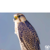 گونه لاچین Lanner Falcon